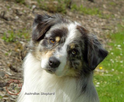 Australian Shepherd 9T100D-026.JPG